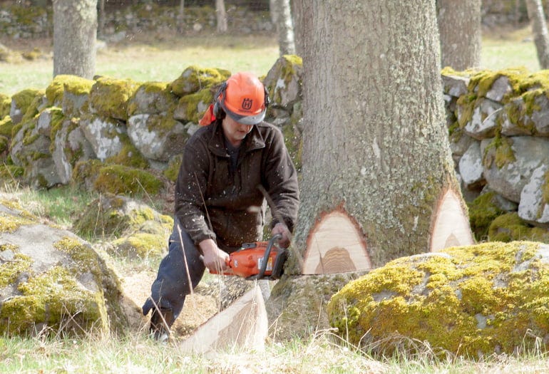 Harvesting tree