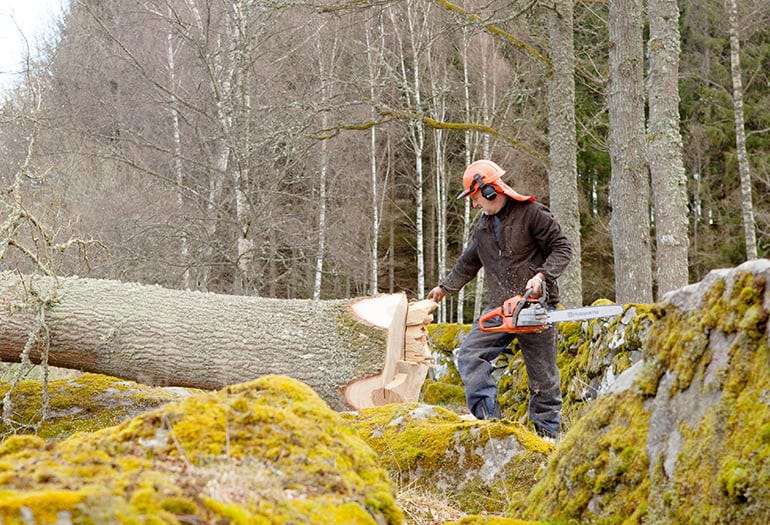 Harvesting tree